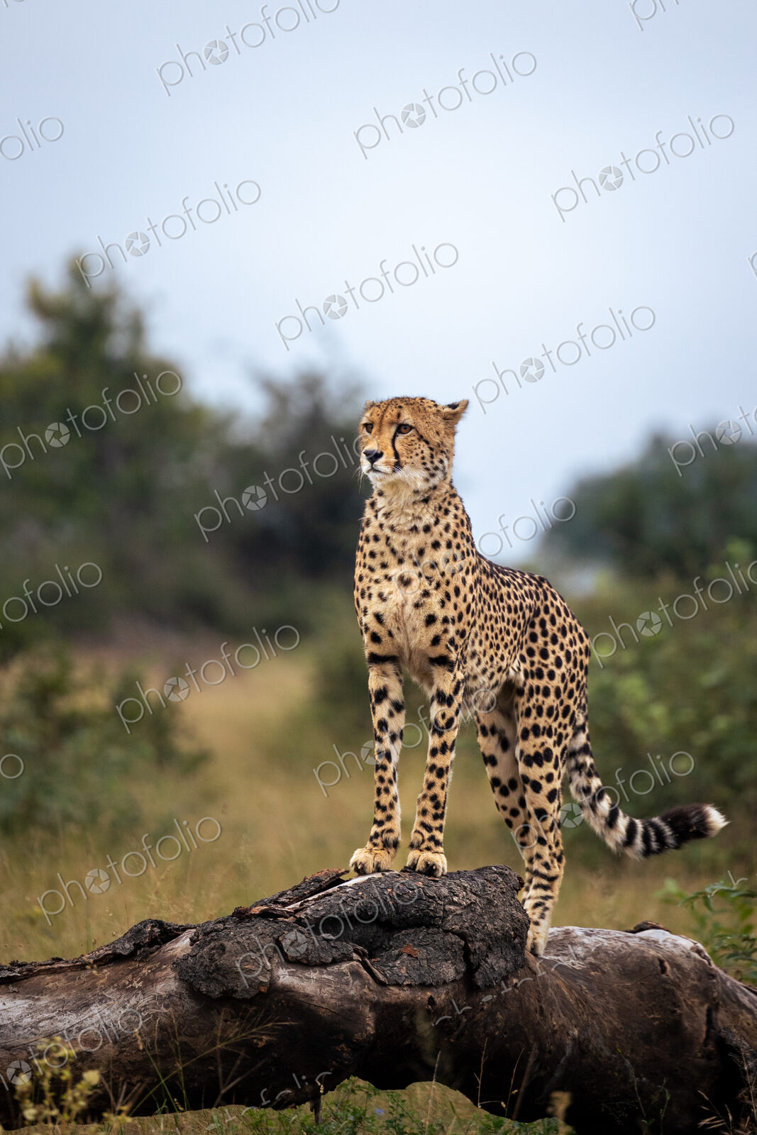 A cheetah, Acinonyx jubatus, standing on a log, looking out.