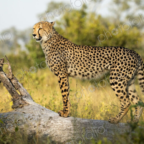 A cheetah, Acinonyx jubatus, standing on a log, side view. A cheetah, Acinonyx jubatus, standing on a log, side view.
