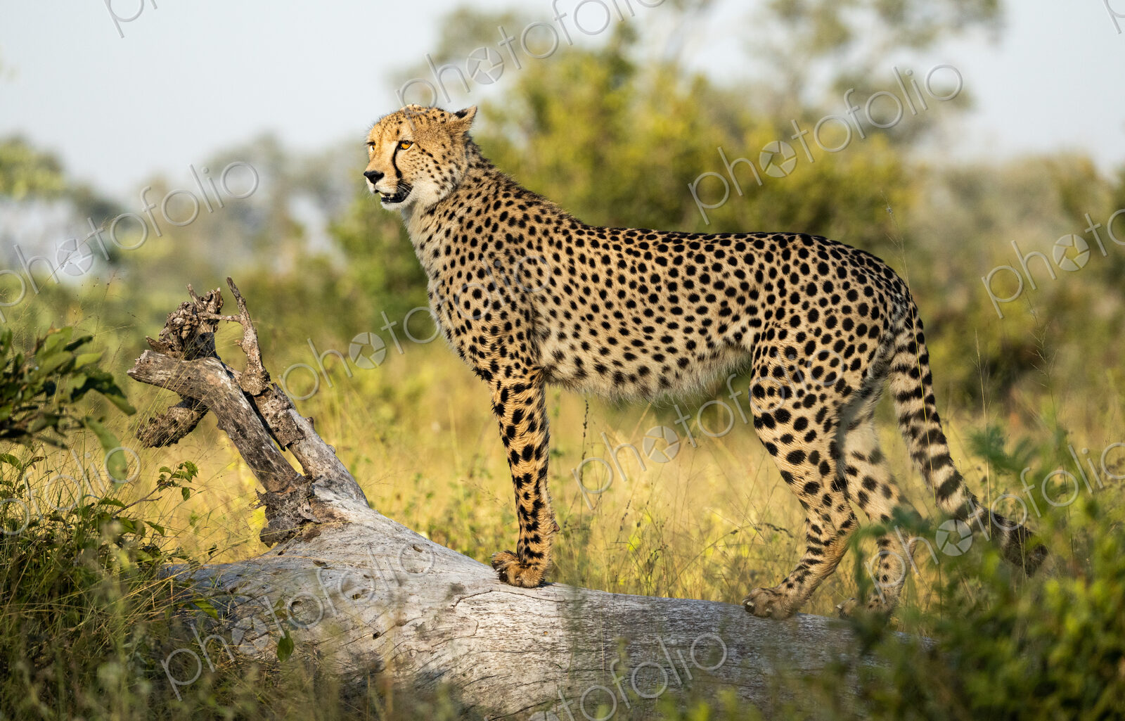 A cheetah, Acinonyx jubatus, standing on a log, side view.