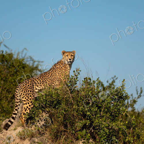 A cheetah, Acinonyx jubatus, standing on a termite mound. A cheetah, Acinonyx jubatus, standing on a termite mound.