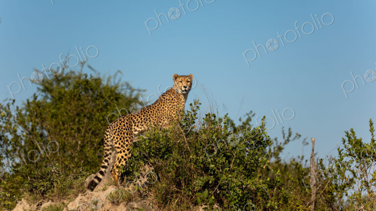 A cheetah, Acinonyx jubatus, standing on a termite mound.