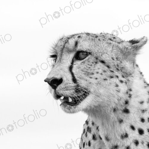 A cheetah's head, Acinonyx jubatus, looking away, ears back, mouth open, in black and… A cheetah's head, Acinonyx jubatus, looking away, ears back, mouth open, in black and…