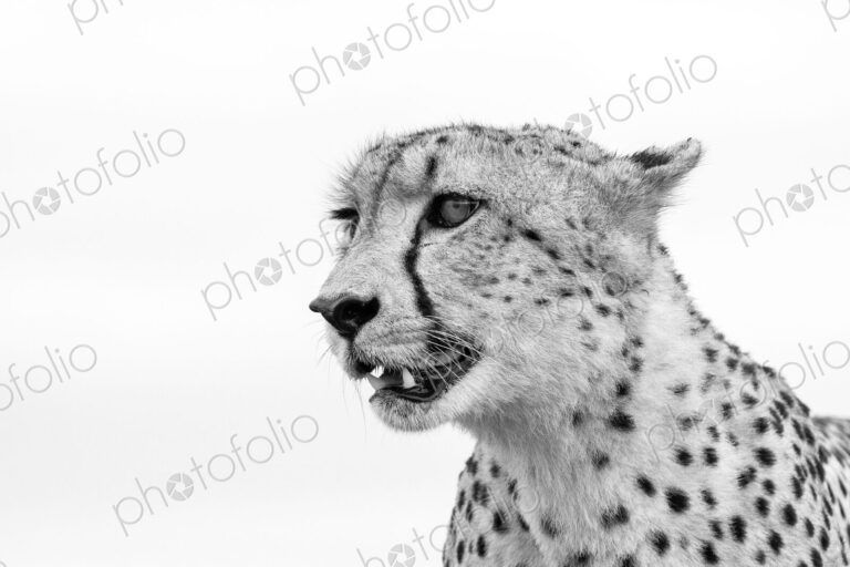 A cheetah's head, Acinonyx jubatus, looking away, ears back, mouth open, in black and…