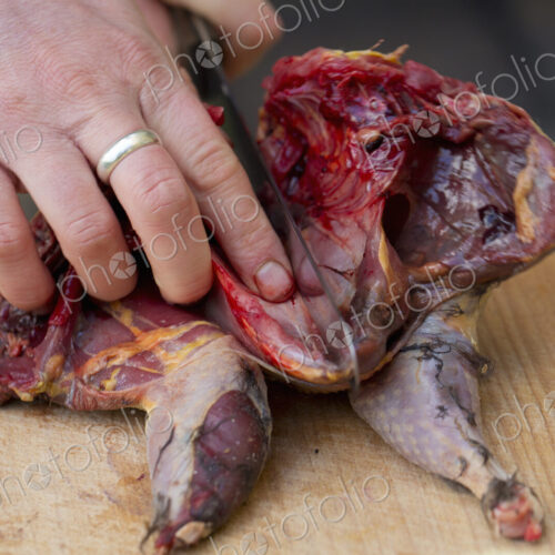 A chef preparing a game bird for cooking, spatchcocking the bird. A chef preparing a game bird for cooking, spatchcocking the bird.