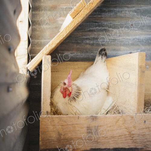 A chicken laying an egg in a nest box in a henhouse. A chicken laying an egg in a nest box in a henhouse.
