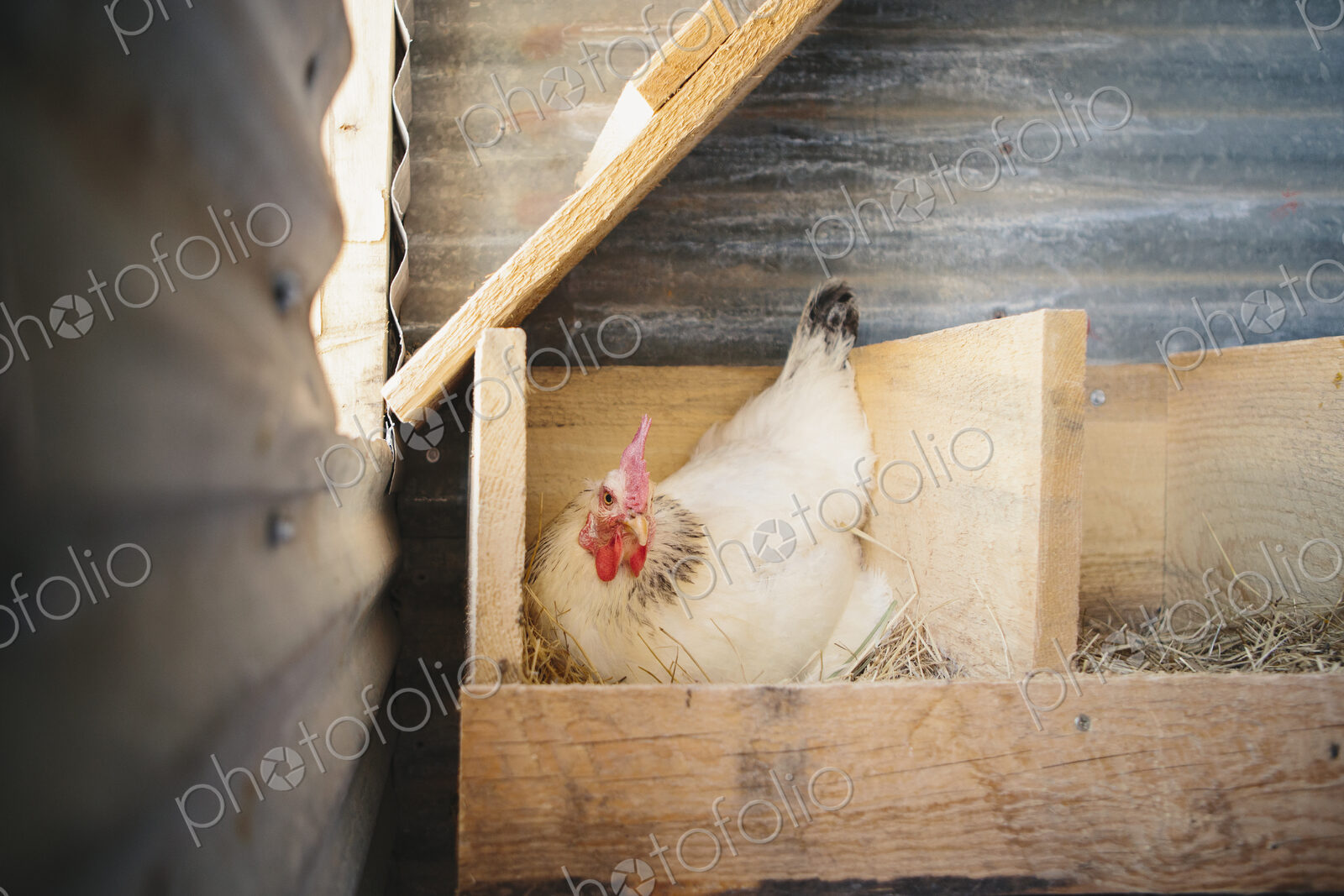 A chicken laying an egg in a nest box in a henhouse.