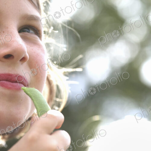 A child, a young girl eating a freshly picked organic snap pea in a garden. A child, a young girl eating a freshly picked organic snap pea in a garden.