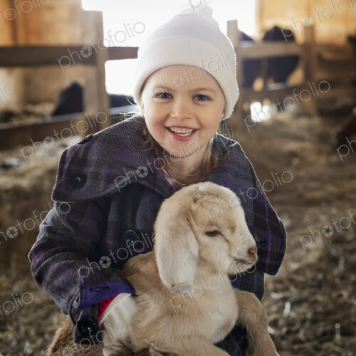 A child in the animal shed holding and stroking a baby goat. A child in the animal shed holding and stroking a baby goat.