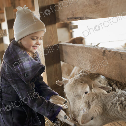 A child in the animal shed letting the sheep feed from her hand. A child in the animal shed letting the sheep feed from her hand.