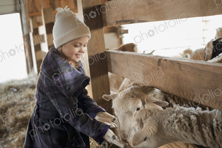 A child in the animal shed letting the sheep feed from her hand.