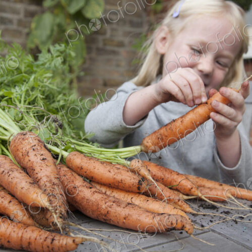 A child inspecting freshly picked carrots with mud on them. A child inspecting freshly picked carrots with mud on them.