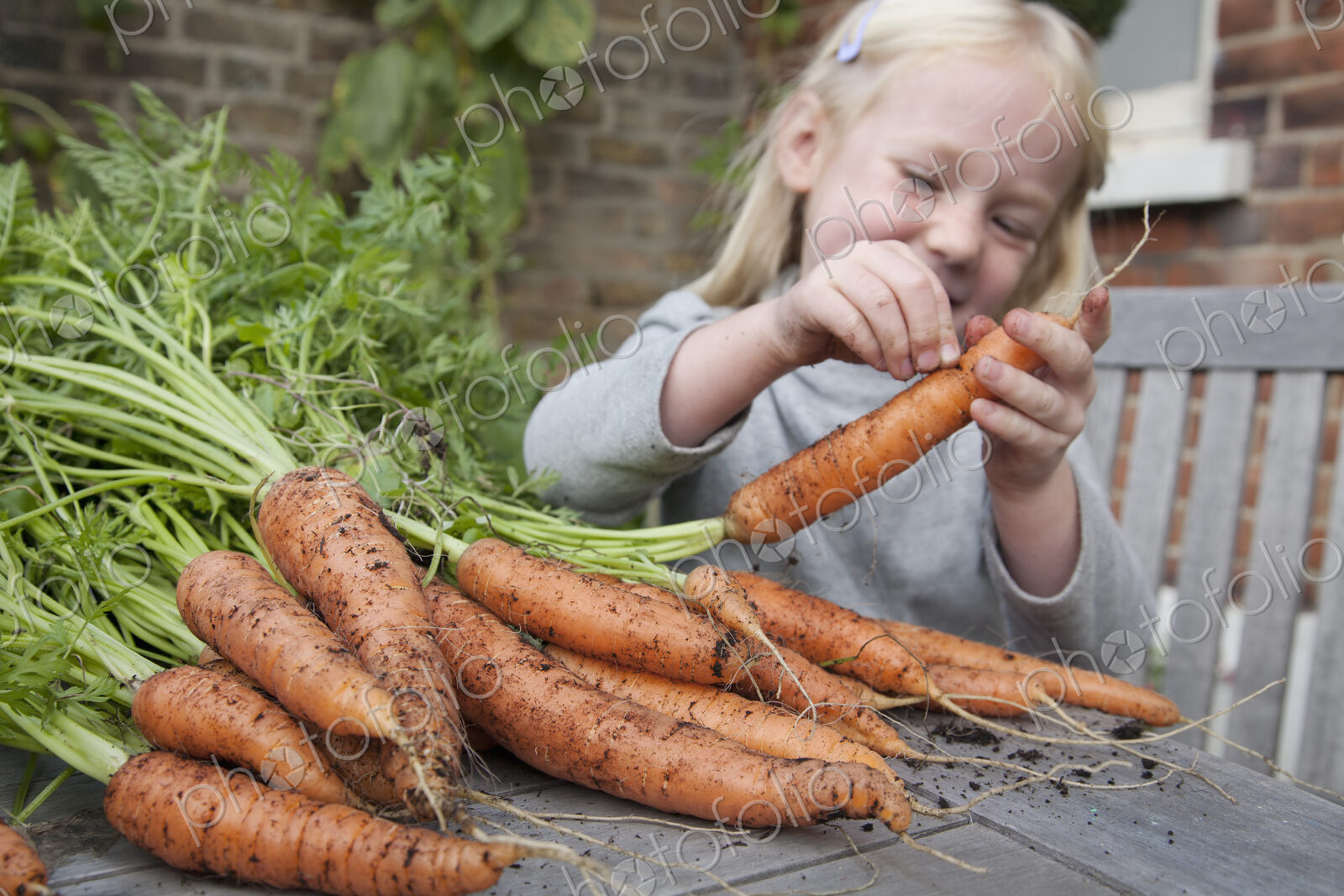 A child inspecting freshly picked carrots with mud on them.