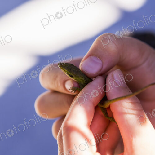 A child's hands holding a small green lizard A child's hands holding a small green lizard