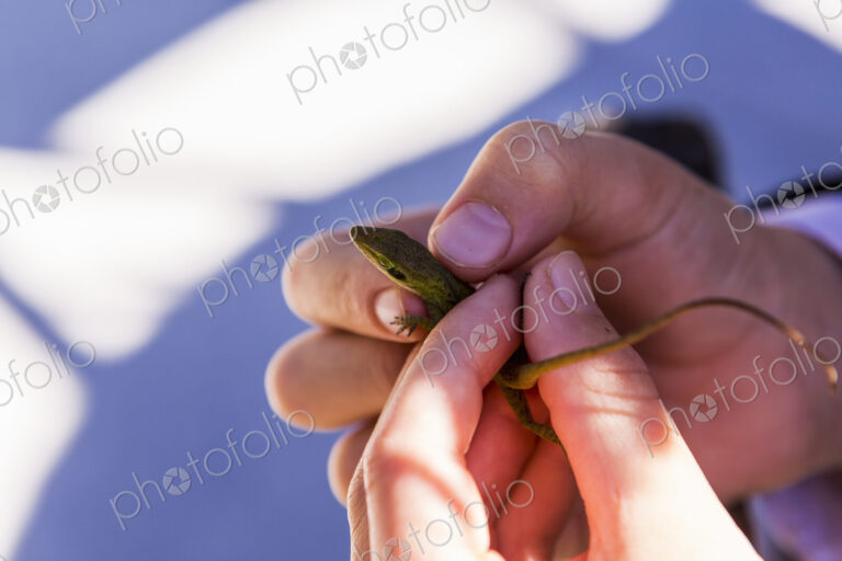 A child's hands holding a small green lizard