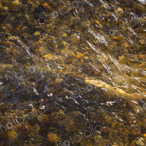 A chum salmon camouflaged in the waters of Pipers Creek, Carkeek Park, gravel and…