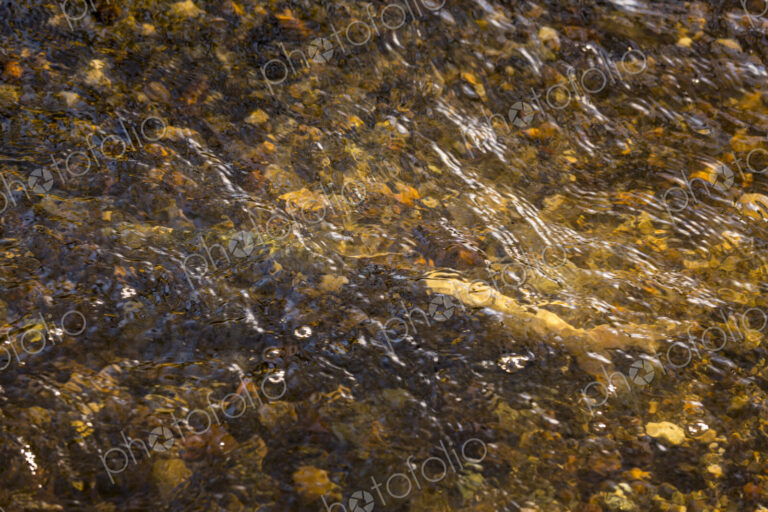 A chum salmon camouflaged in the waters of Pipers Creek, Carkeek Park, gravel and…
