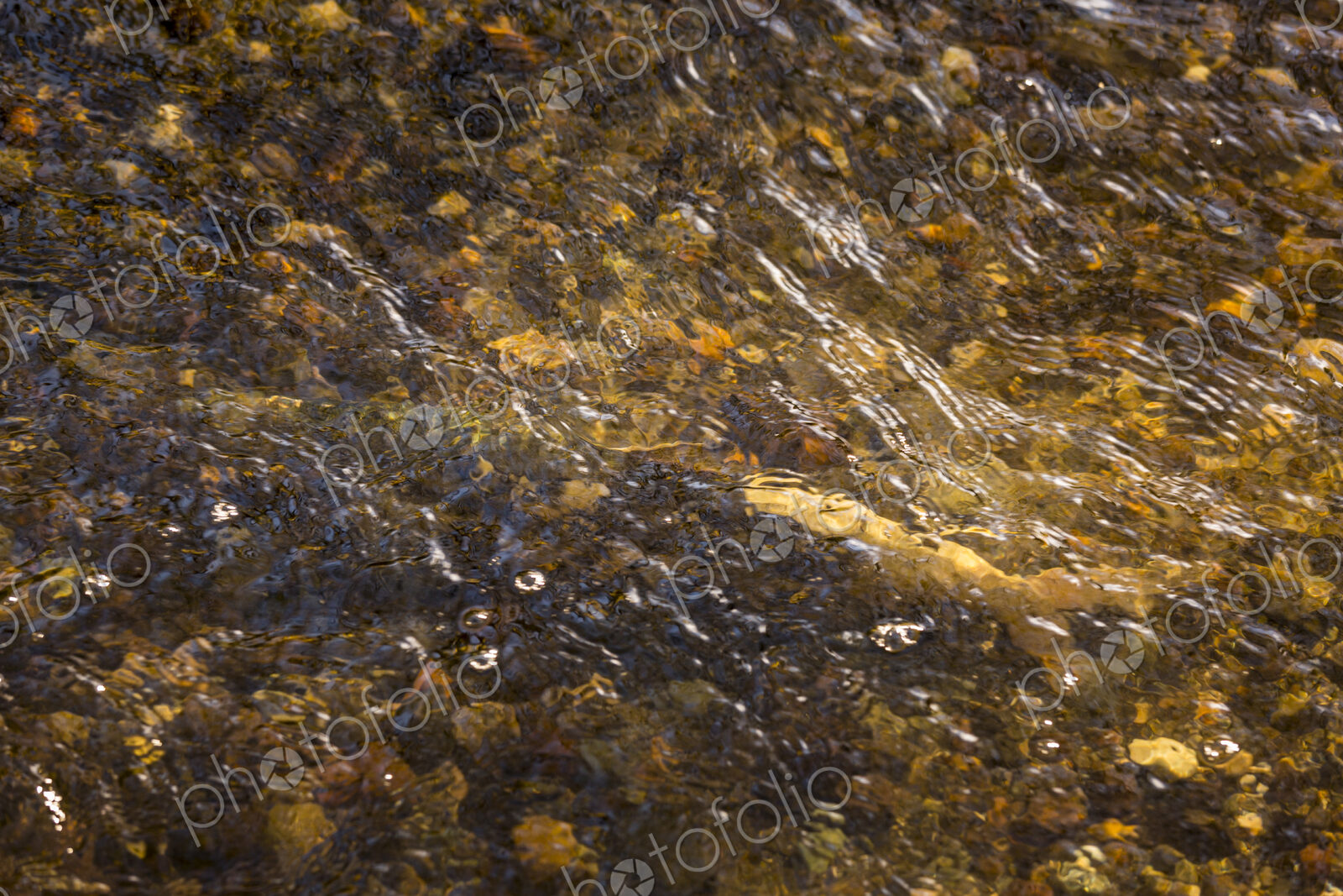 A chum salmon camouflaged in the waters of Pipers Creek, Carkeek Park, gravel and…