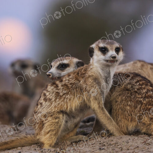 A clan of meerkats, Suricata suricatta, at moonrise, at the Kalahari Research Center