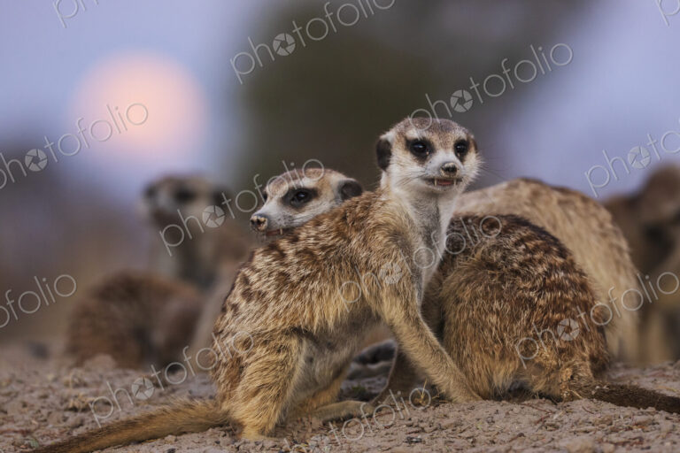 A clan of meerkats, Suricata suricatta, at moonrise, at the Kalahari Research Center