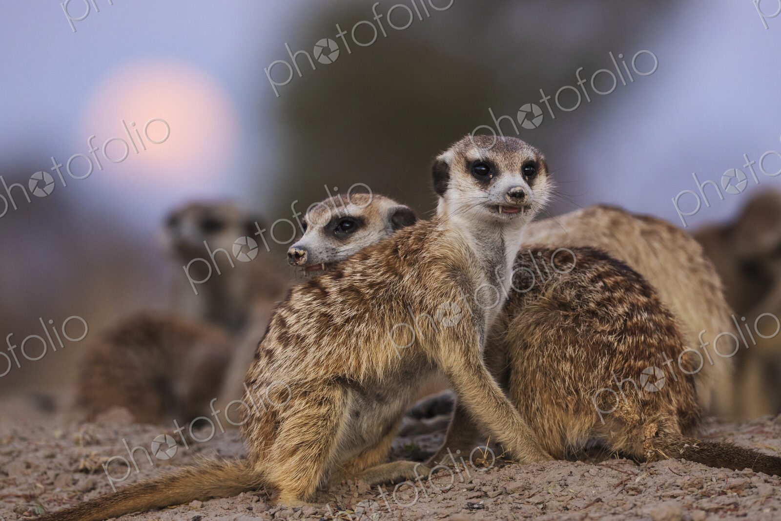 A clan of meerkats, Suricata suricatta, at moonrise, at the Kalahari Research Center