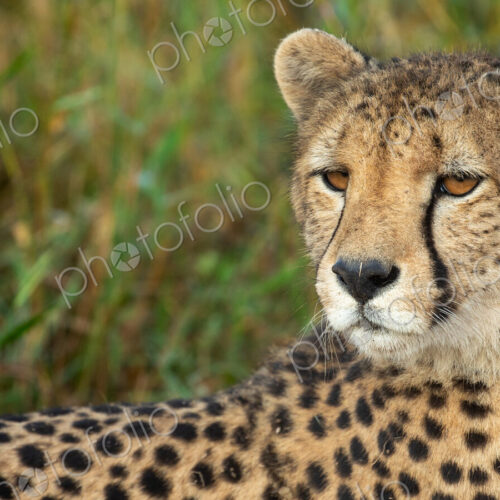 A close-up of a Cheetah, Acinonyx jubatus. A close-up of a Cheetah, Acinonyx jubatus.
