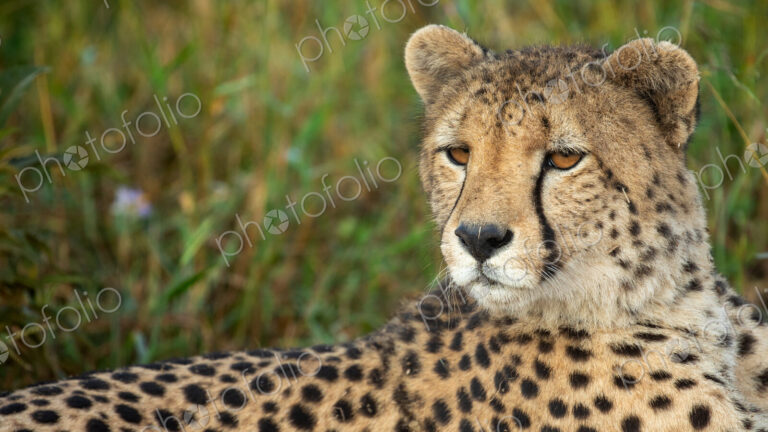 A close-up of a Cheetah, Acinonyx jubatus.