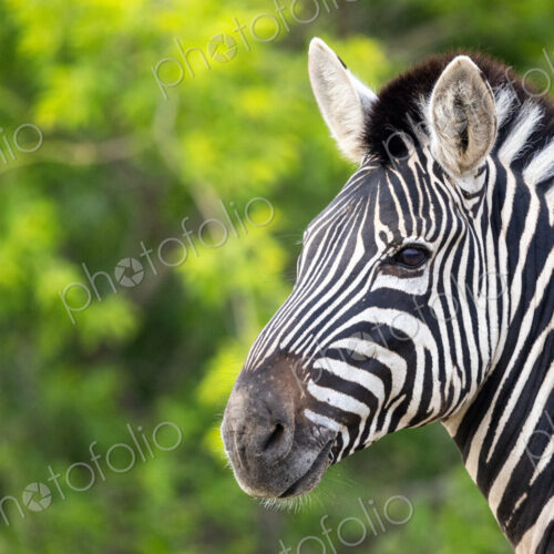 A close-up of a Zebra, Equus quagga, greenery as background. A close-up of a Zebra, Equus quagga, greenery as background.