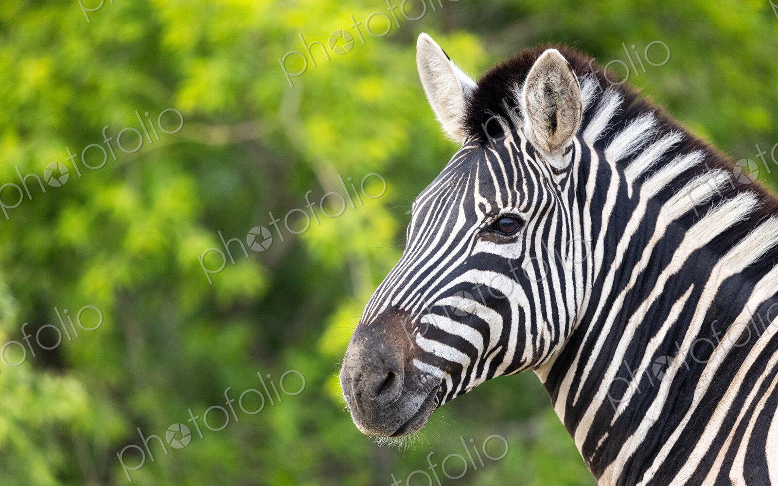 A close-up of a Zebra, Equus quagga, greenery as background.
