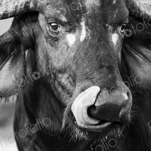 A close-up of a buffalo, Syncerus caffer, with its tongue out, in black and white. A close-up of a buffalo, Syncerus caffer, with its tongue out, in black and white.