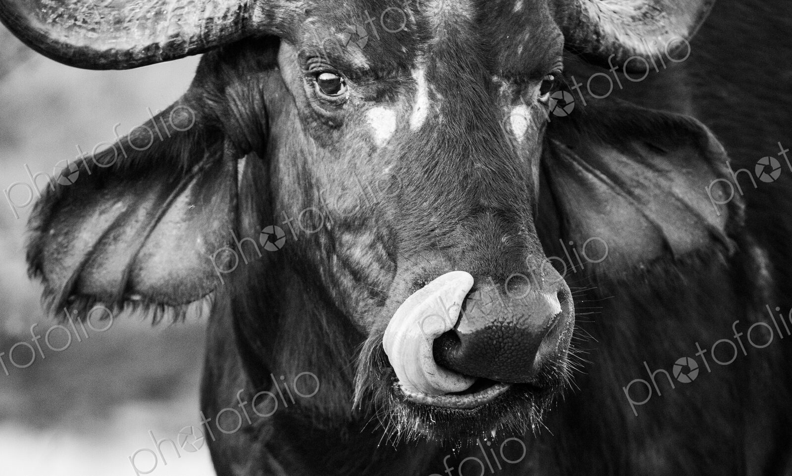 A close-up of a buffalo, Syncerus caffer, with its tongue out, in black and white.