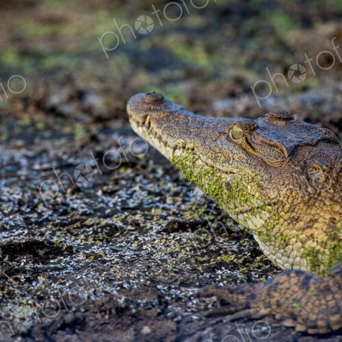 A close-up of a crocodile, Crocodylidae, camouflaged by mud. A close-up of a crocodile, Crocodylidae, camouflaged by mud.