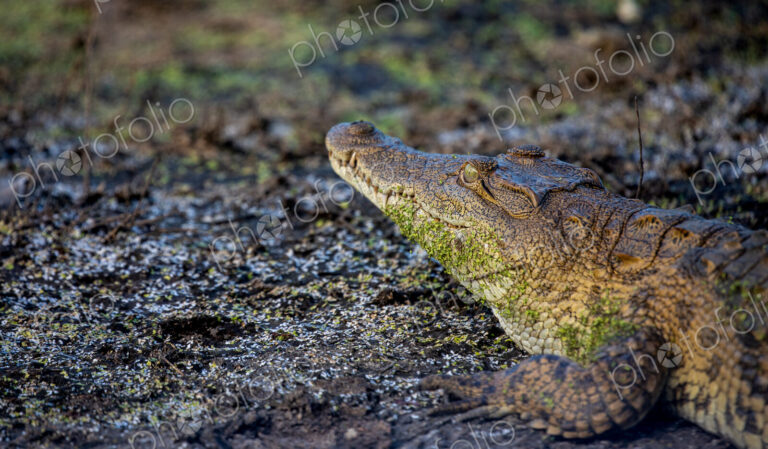 A close-up of a crocodile, Crocodylidae, camouflaged by mud.