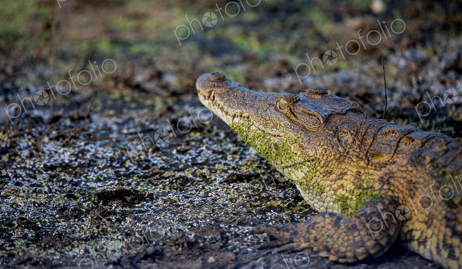 A close-up of a crocodile, Crocodylidae, camouflaged by mud.
