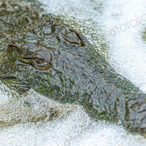 A close-up of a crocodile head, Crocodylus niloticus, submerged in water. A close-up of a crocodile head, Crocodylus niloticus, submerged in water.