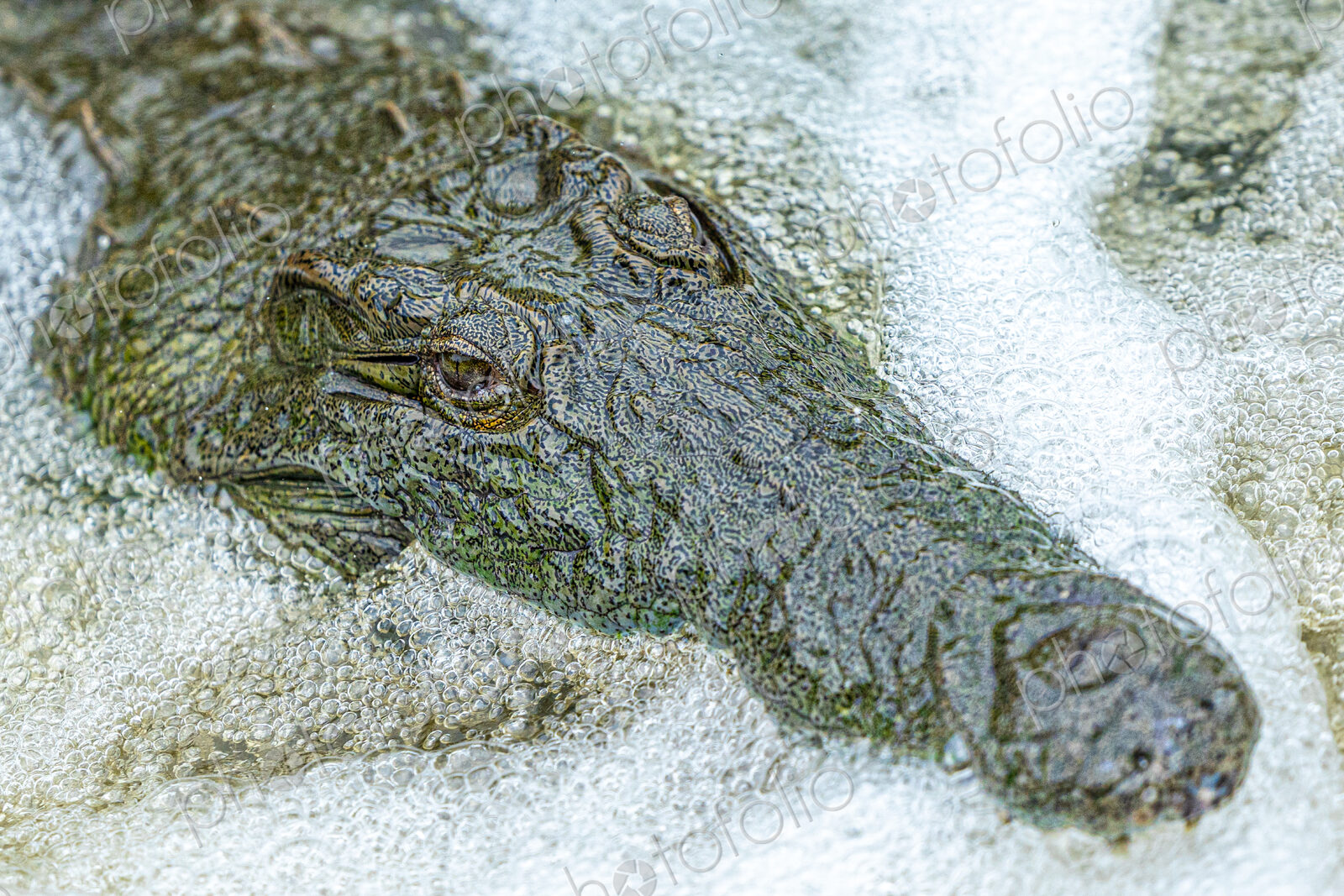 A close-up of a crocodile head, Crocodylus niloticus, submerged in water.