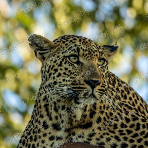 A close- up of a female leopard, Panthera pardus.