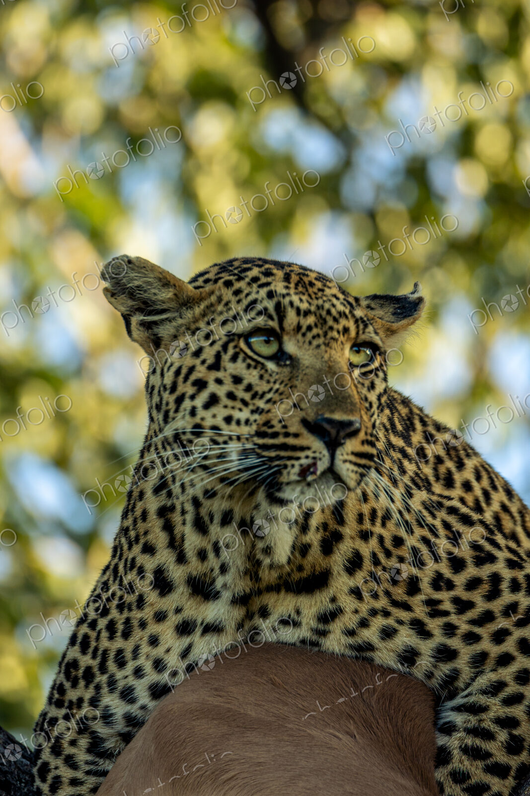 A close- up of a female leopard, Panthera pardus.