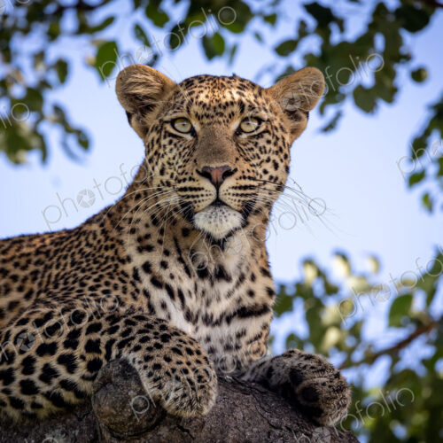 A close-up of a female leopard in a marula tree, Panthera pardus, staring up. A close-up of a female leopard in a marula tree, Panthera pardus, staring up.