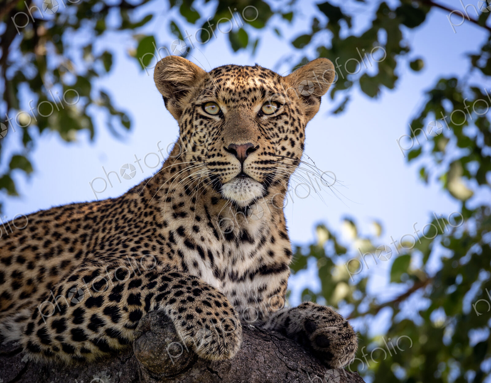 A close-up of a female leopard in a marula tree, Panthera pardus, staring up.