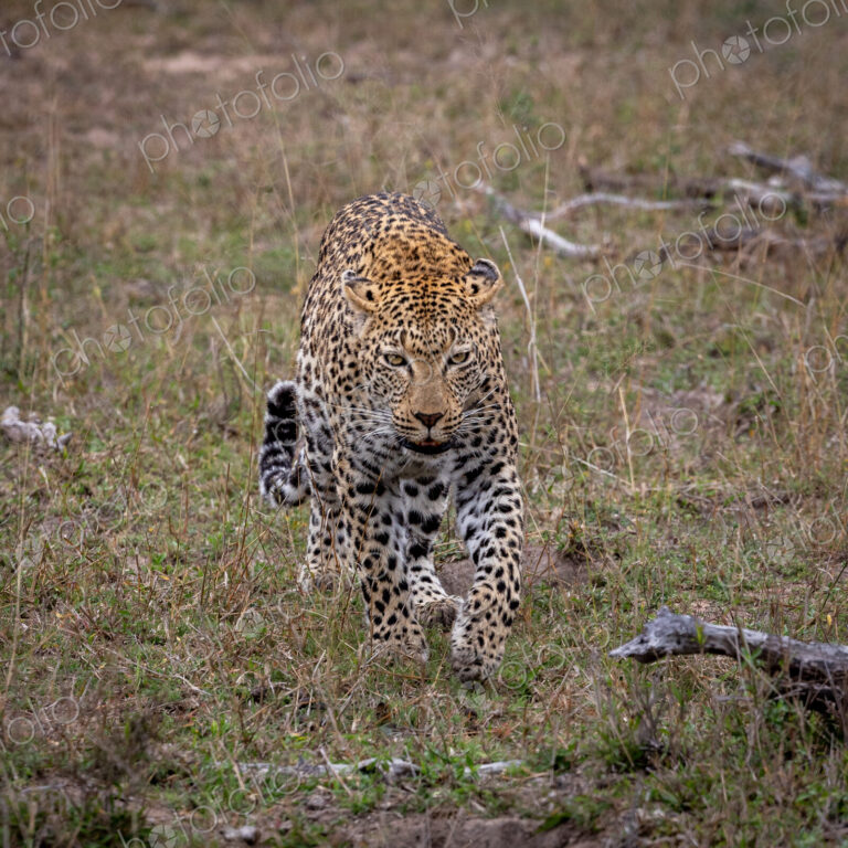 A close-up of a leopard, Panthera Pardus, walking though grass.