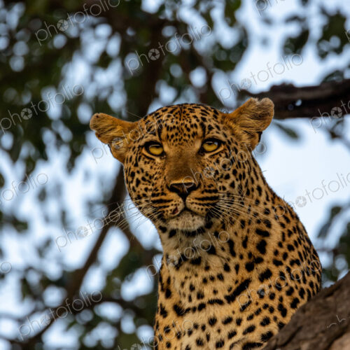 A close-up of a leopard, Panthera pardus, staring up. A close-up of a leopard, Panthera pardus, staring up.