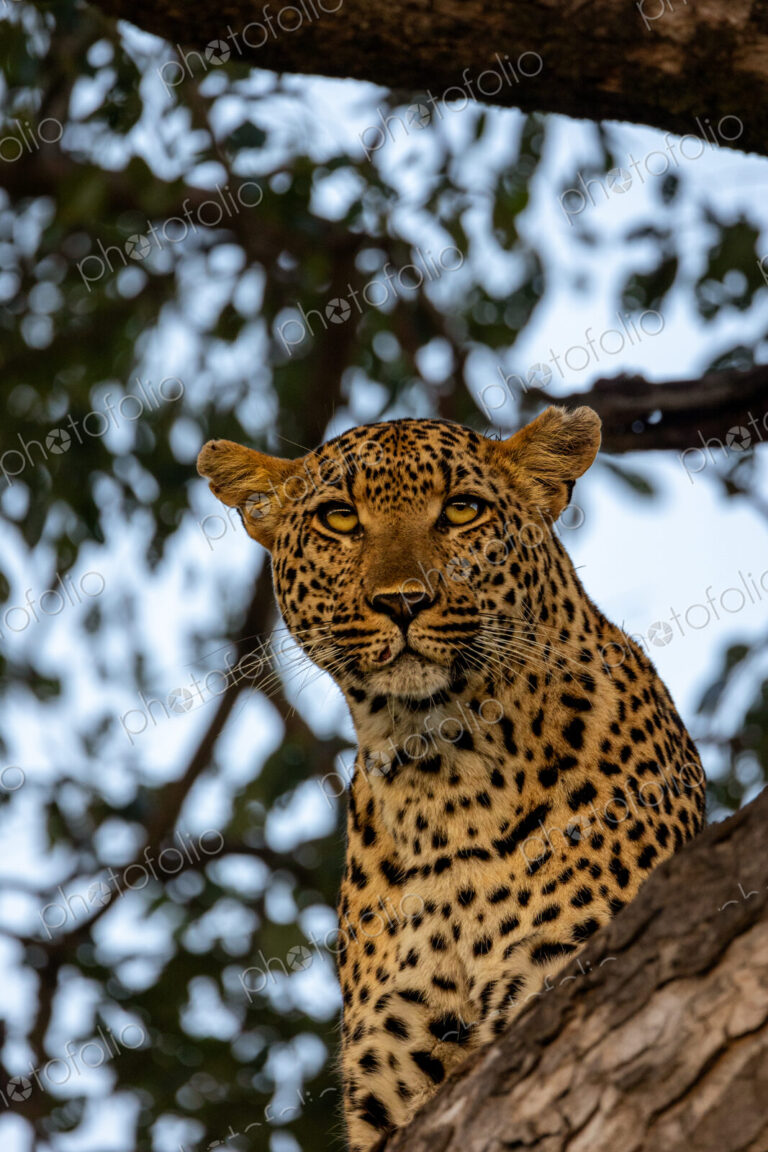 A close-up of a leopard, Panthera pardus, staring up.