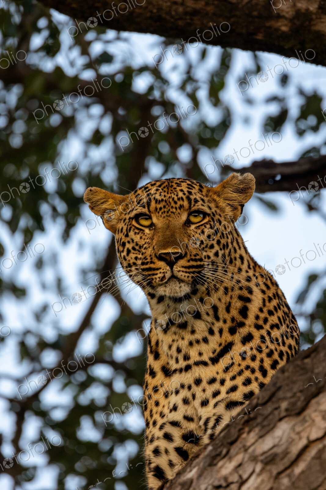 A close-up of a leopard, Panthera pardus, staring up.