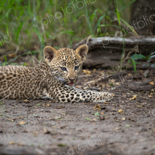 A close-up of a leopard cub, panthera pardus, lying down. A close-up of a leopard cub, panthera pardus, lying down.