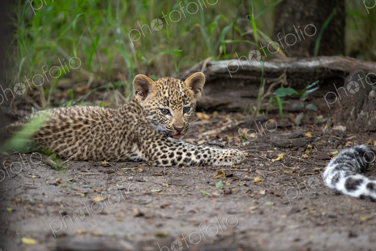 A close-up of a leopard cub, panthera pardus, lying down.