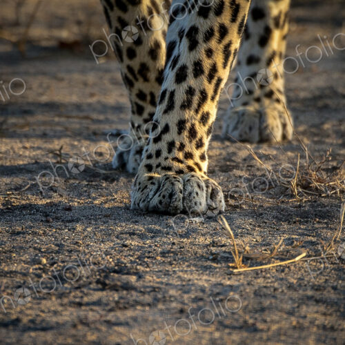 A close-up of a leopard's, Panthera pardus, legs and paws. A close-up of a leopard's, Panthera pardus, legs and paws.