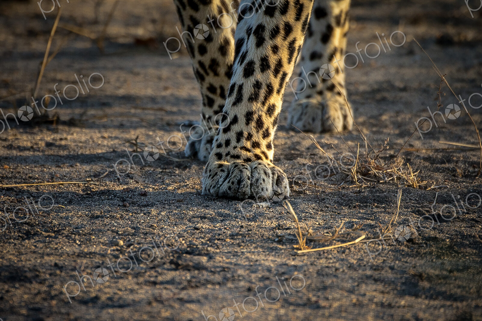 A close-up of a leopard’s, Panthera pardus, legs and paws.