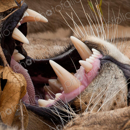A close-up of a lion's mouth, Panthera leo, showing barbed tongue, teeth, whiskers and… A close-up of a lion's mouth, Panthera leo, showing barbed tongue, teeth, whiskers and…