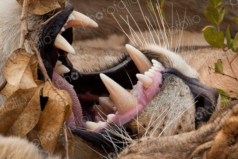 A close-up of a lion's mouth, Panthera leo, showing barbed tongue, teeth, whiskers and…