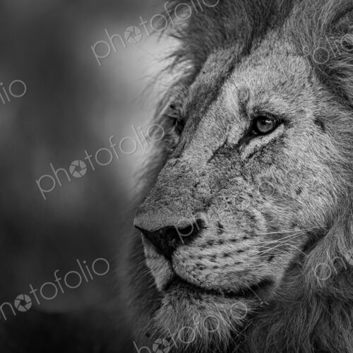A close-up of a male lion, Panthera Leo, in black and white. A close-up of a male lion, Panthera Leo, in black and white.
